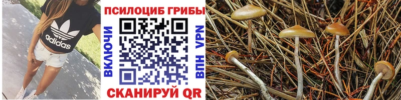 гидра как зайти  Барабинск  Галлюциногенные грибы Psilocybine cubensis 
